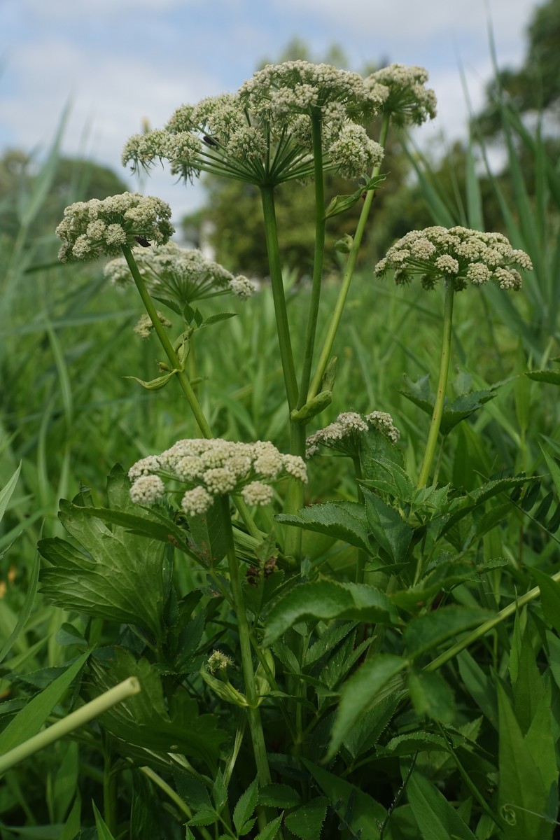 Angelica sylvestris subsp. villosa photo 3