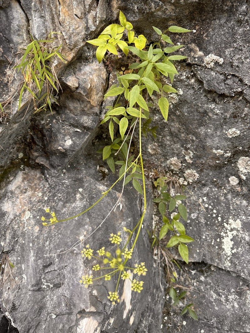 Angelica tarokoensis