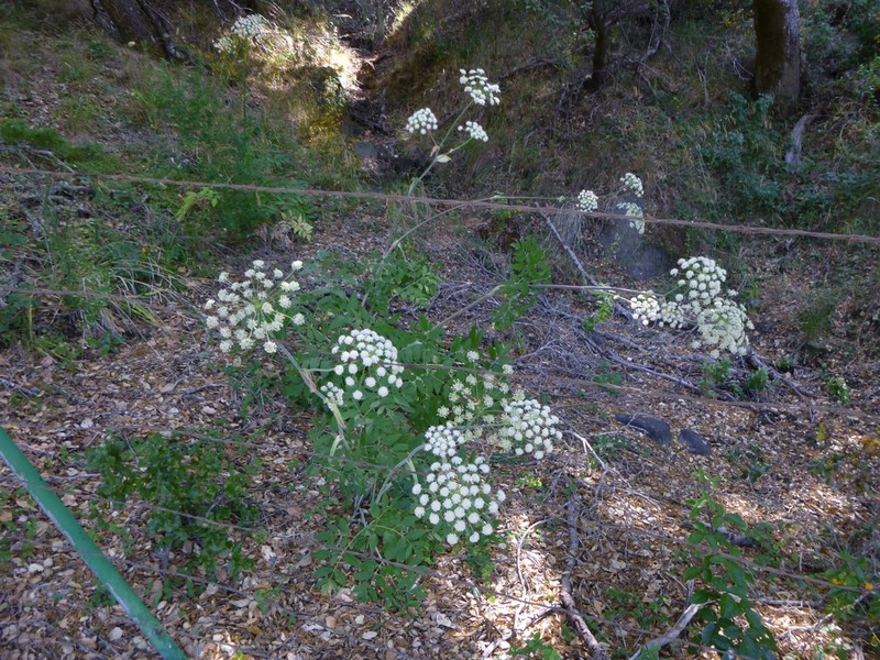 Woolly Angelica photo 2