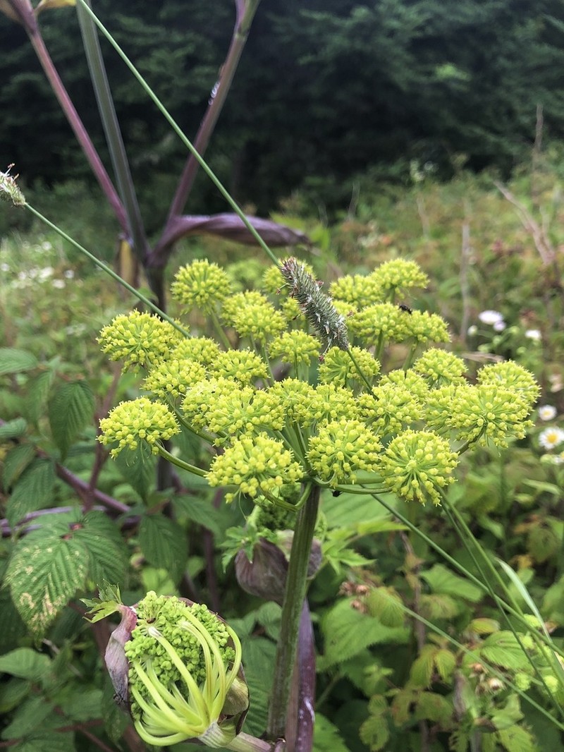 Filmy Angelica photo 2