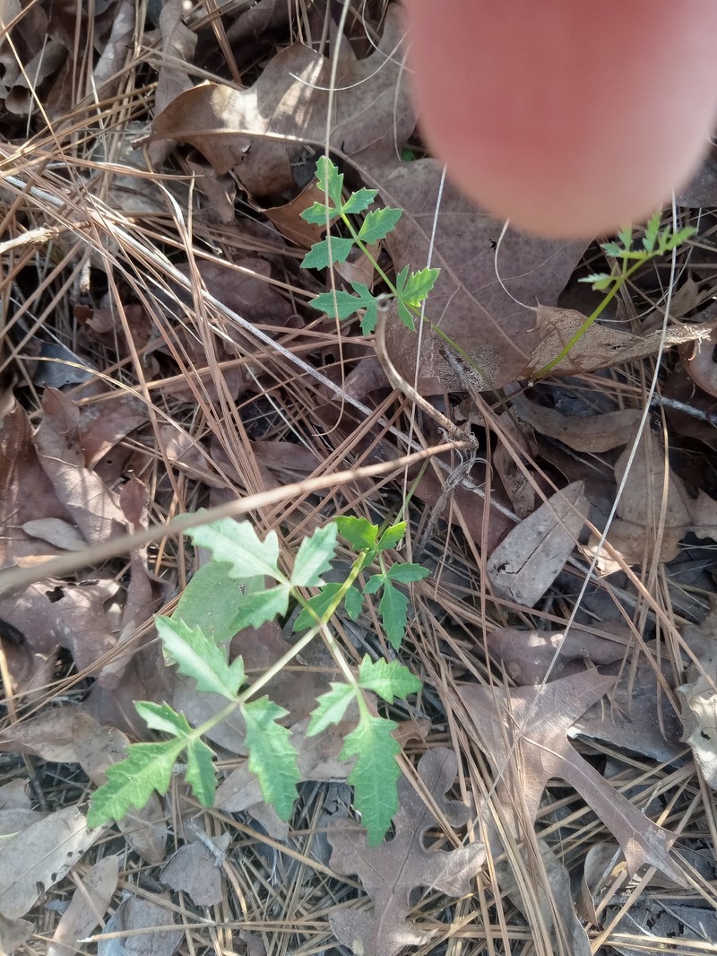Coastal Plain Angelica