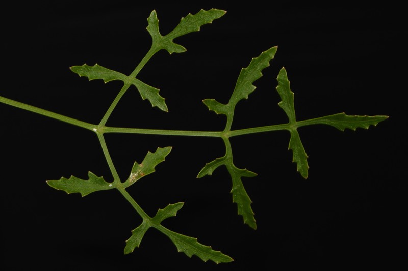 Coastal Plain Angelica photo 3