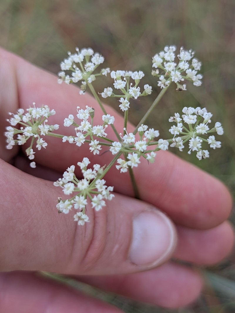 Coastal Plain Angelica photo 4