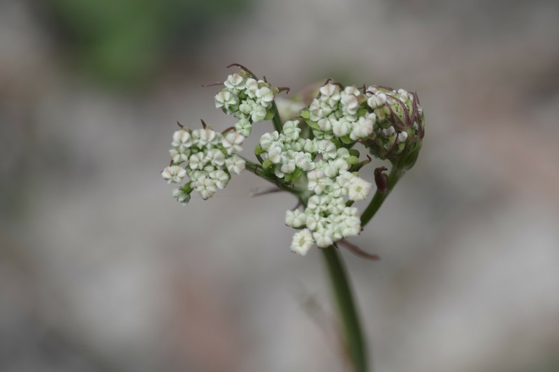 Coastal Plain Angelica photo 5
