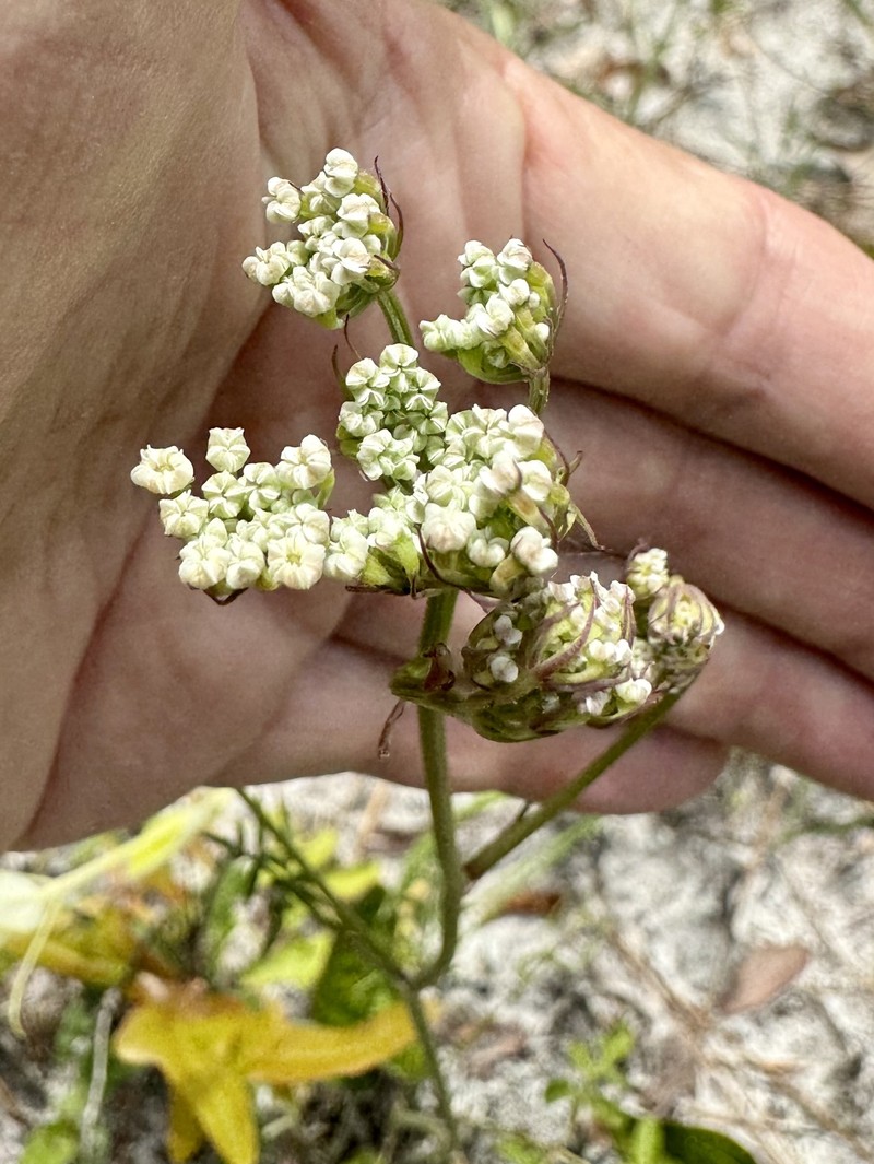 Coastal Plain Angelica photo 6