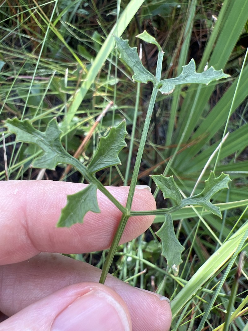 Coastal Plain Angelica photo 8