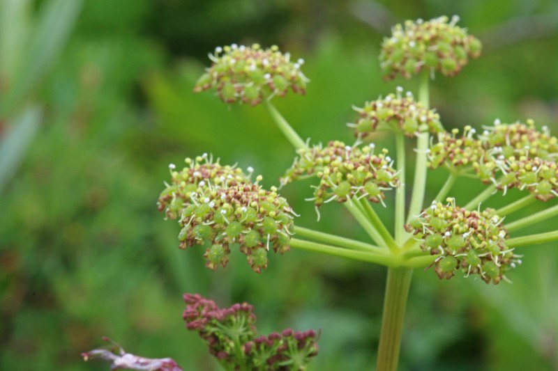 Utah Angelica