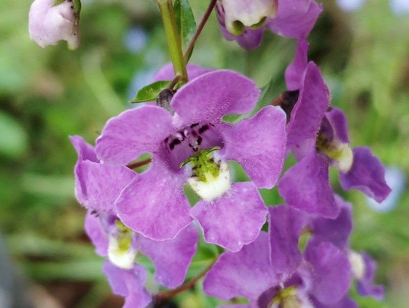 Narrowleaf Angelon