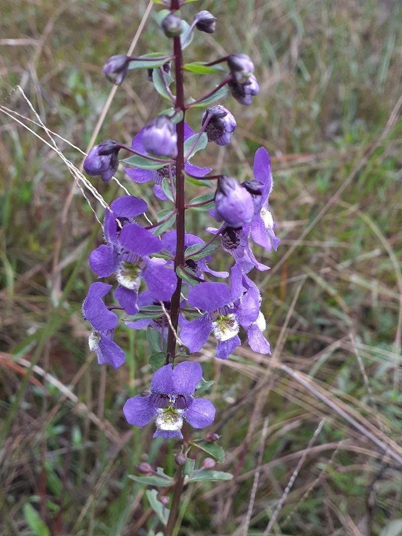 Narrowleaf Angelon photo 2