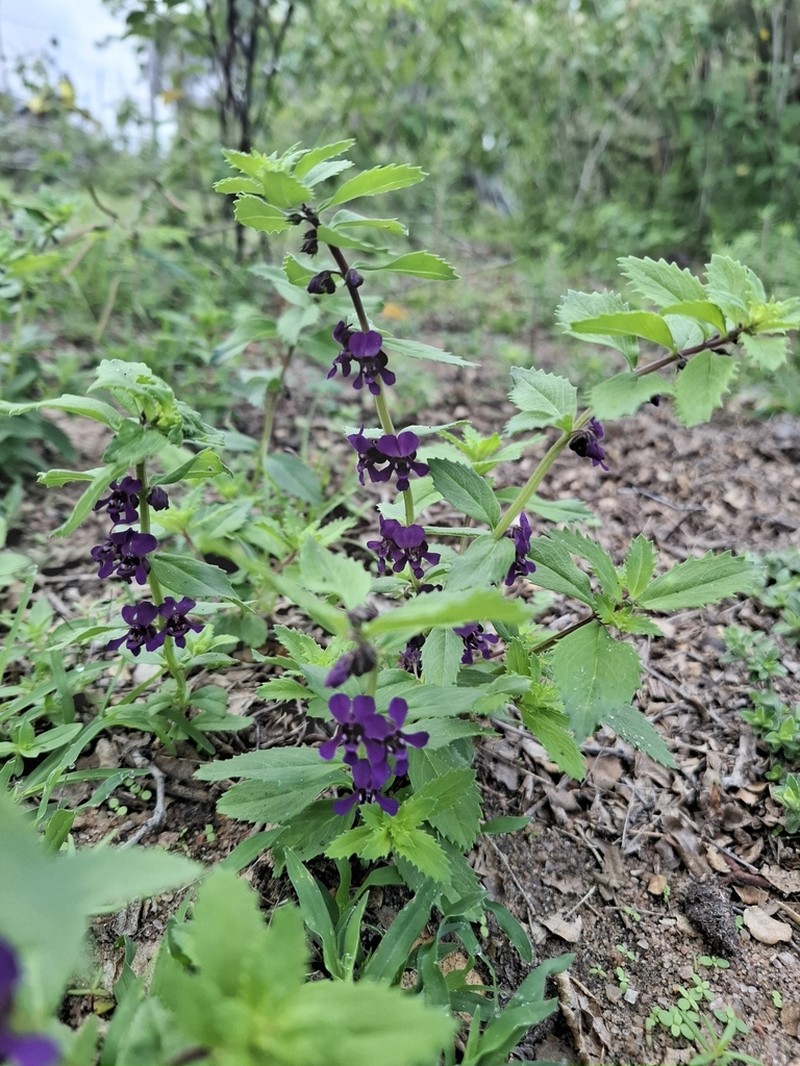 Angelonia arguta photo 2