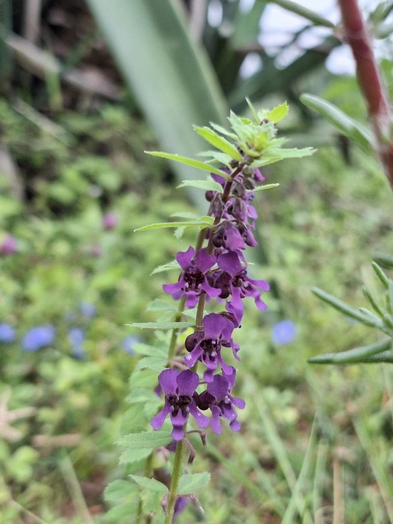 Angelonia arguta photo 3