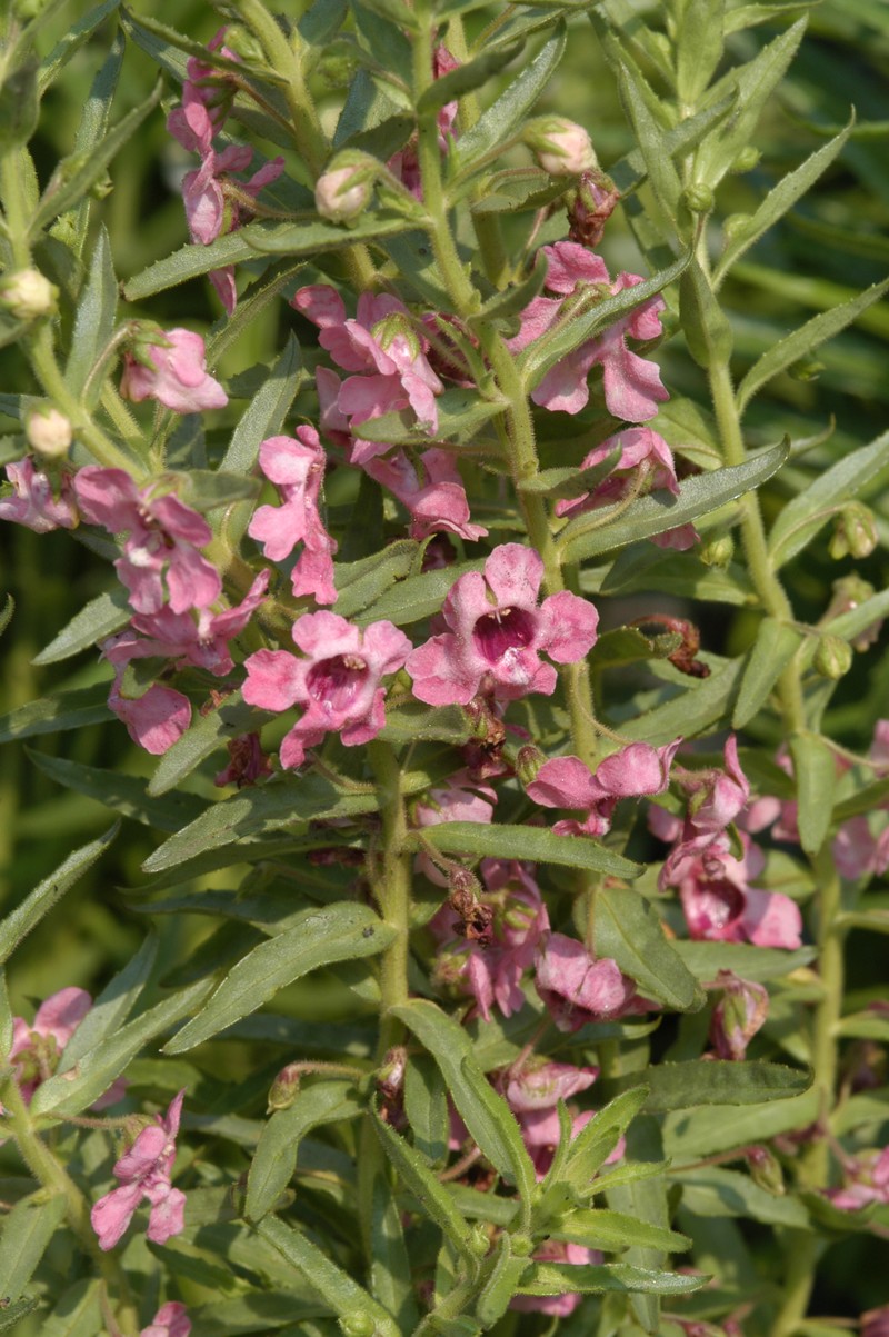 Angelonia biflora