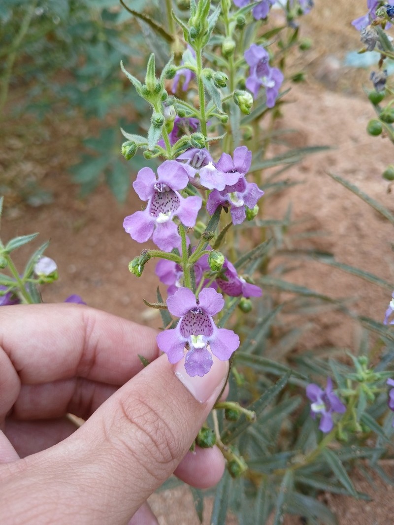 Angelonia biflora photo 2
