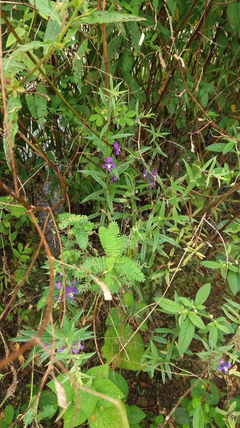 Angelonia biflora photo 3