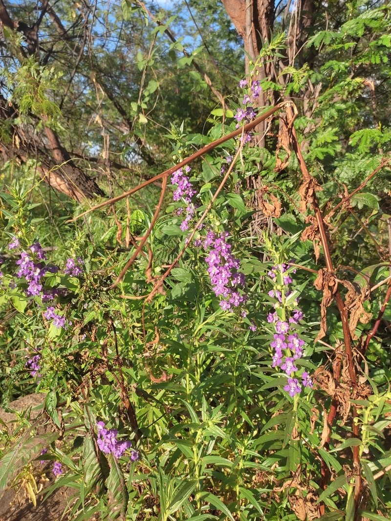 Angelonia biflora photo 4