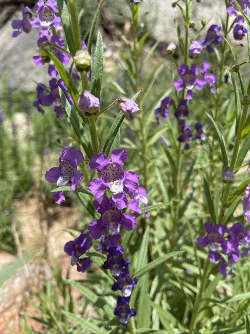 Angelonia biflora photo 5