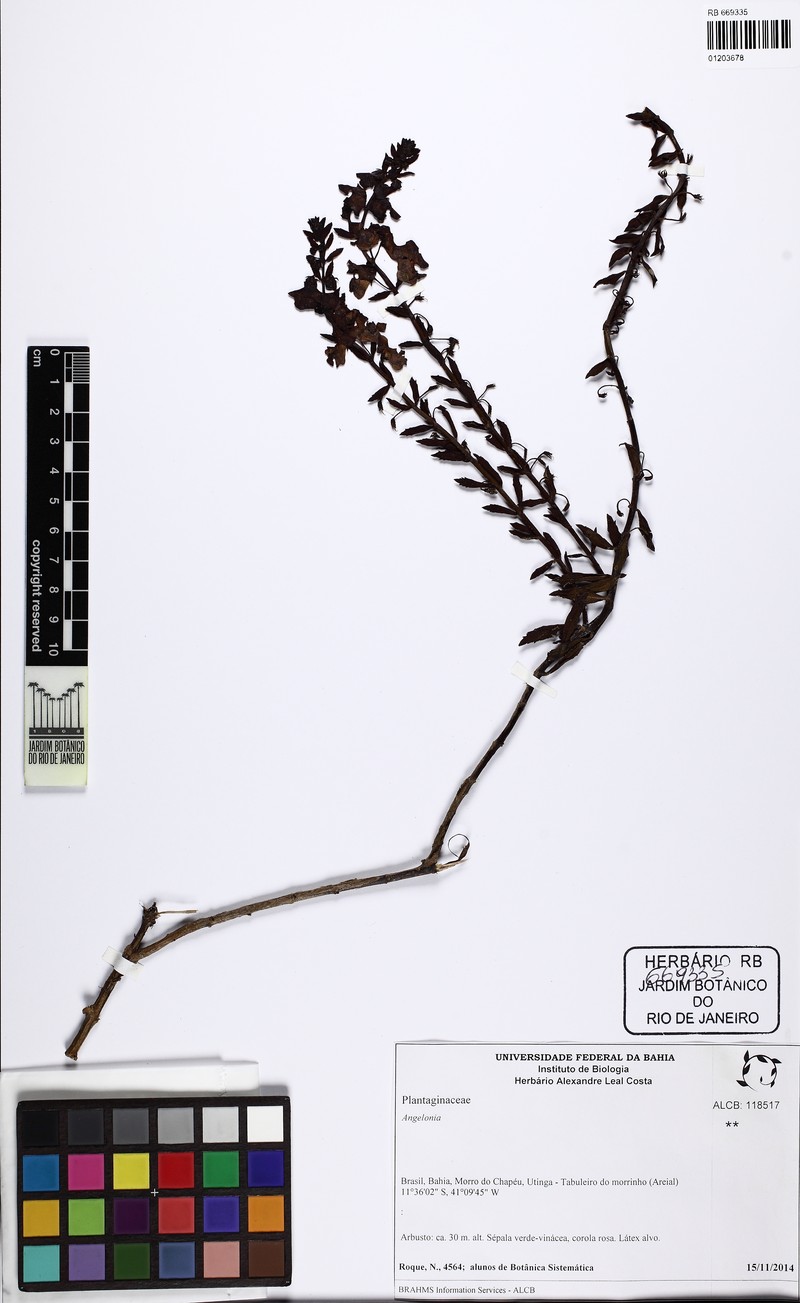 Angelonia blanchetii