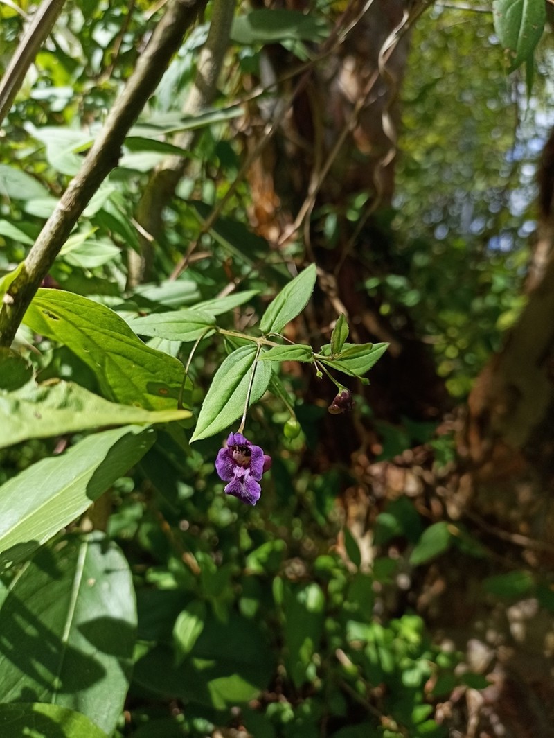 Angelonia campestris
