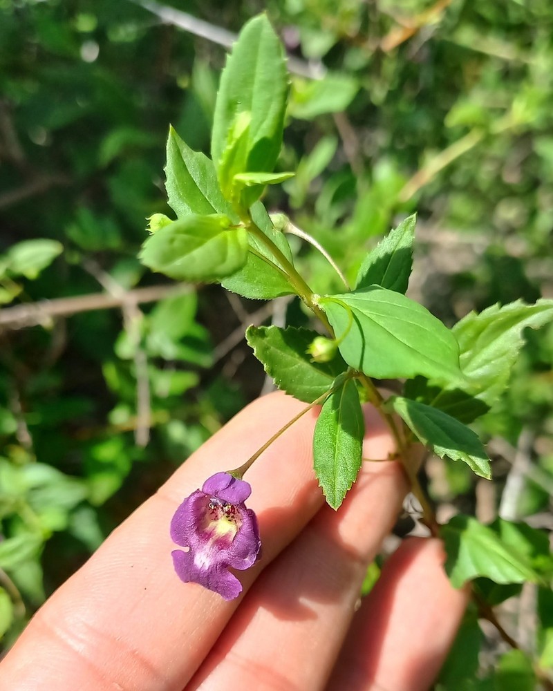 Angelonia campestris photo 2