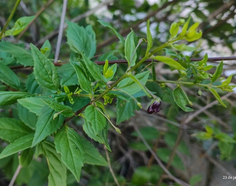 Angelonia campestris photo 3