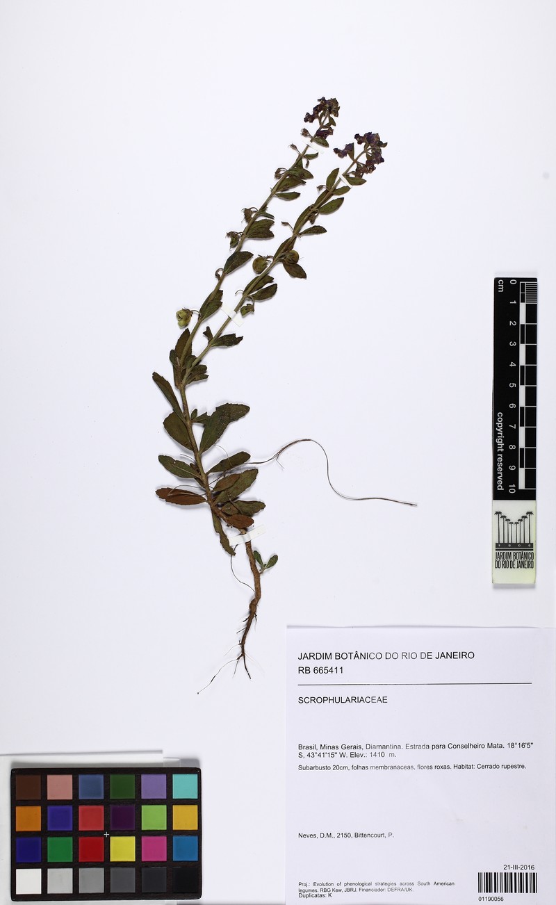 Angelonia crassifolia