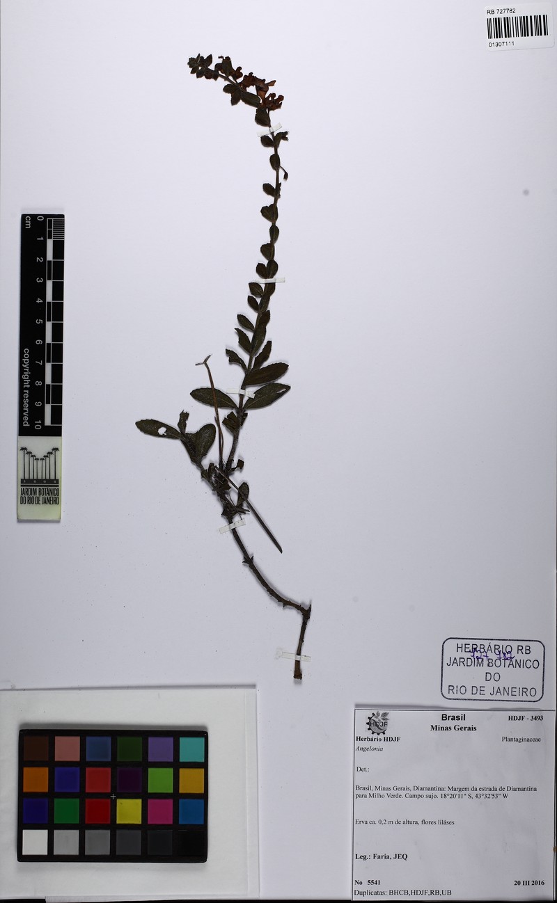 Angelonia crassifolia photo 2