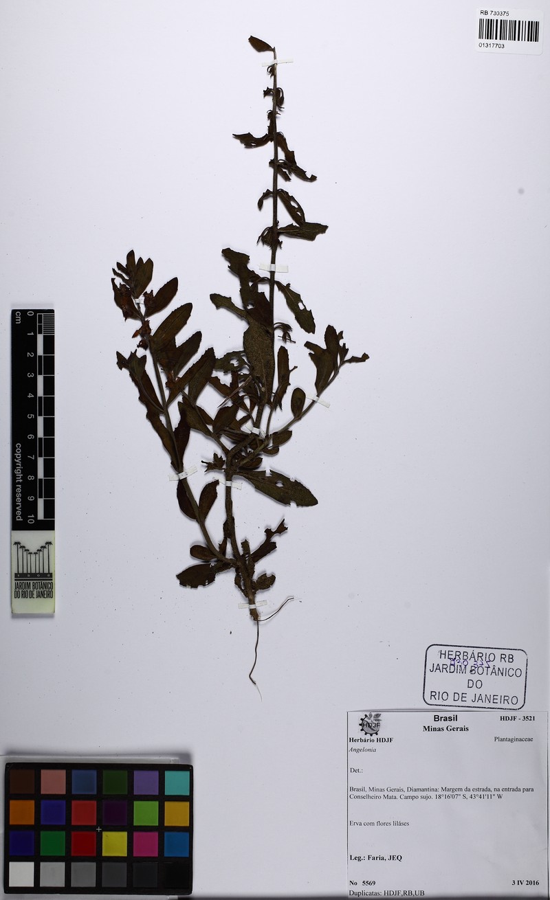 Angelonia crassifolia photo 3