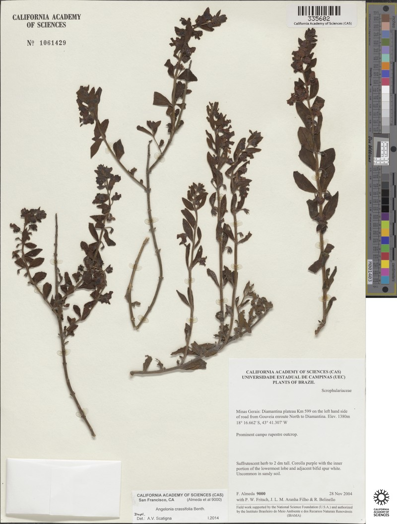 Angelonia crassifolia photo 4