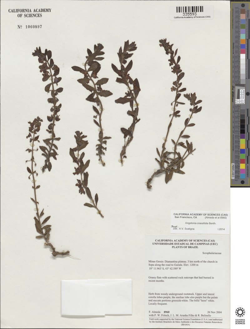 Angelonia crassifolia photo 5