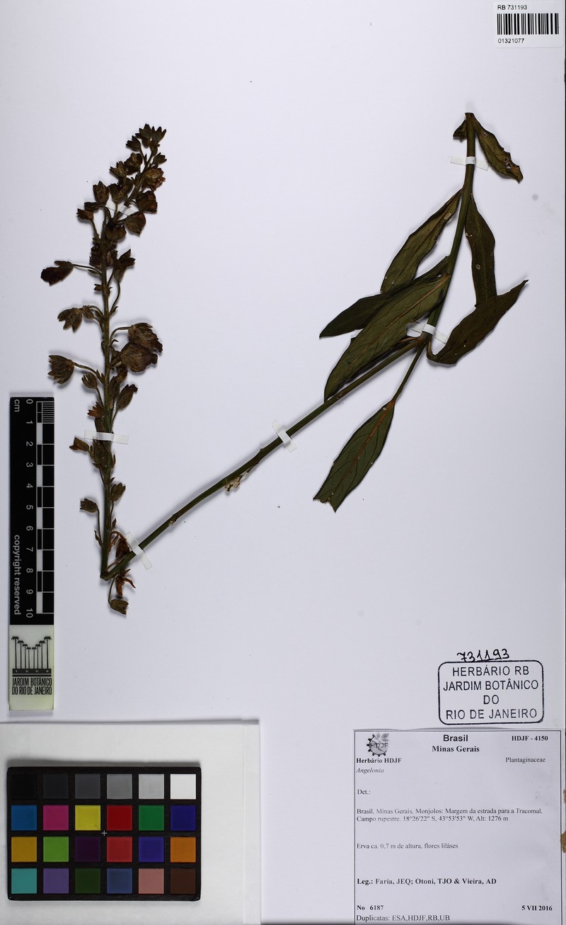 Angelonia eriostachys
