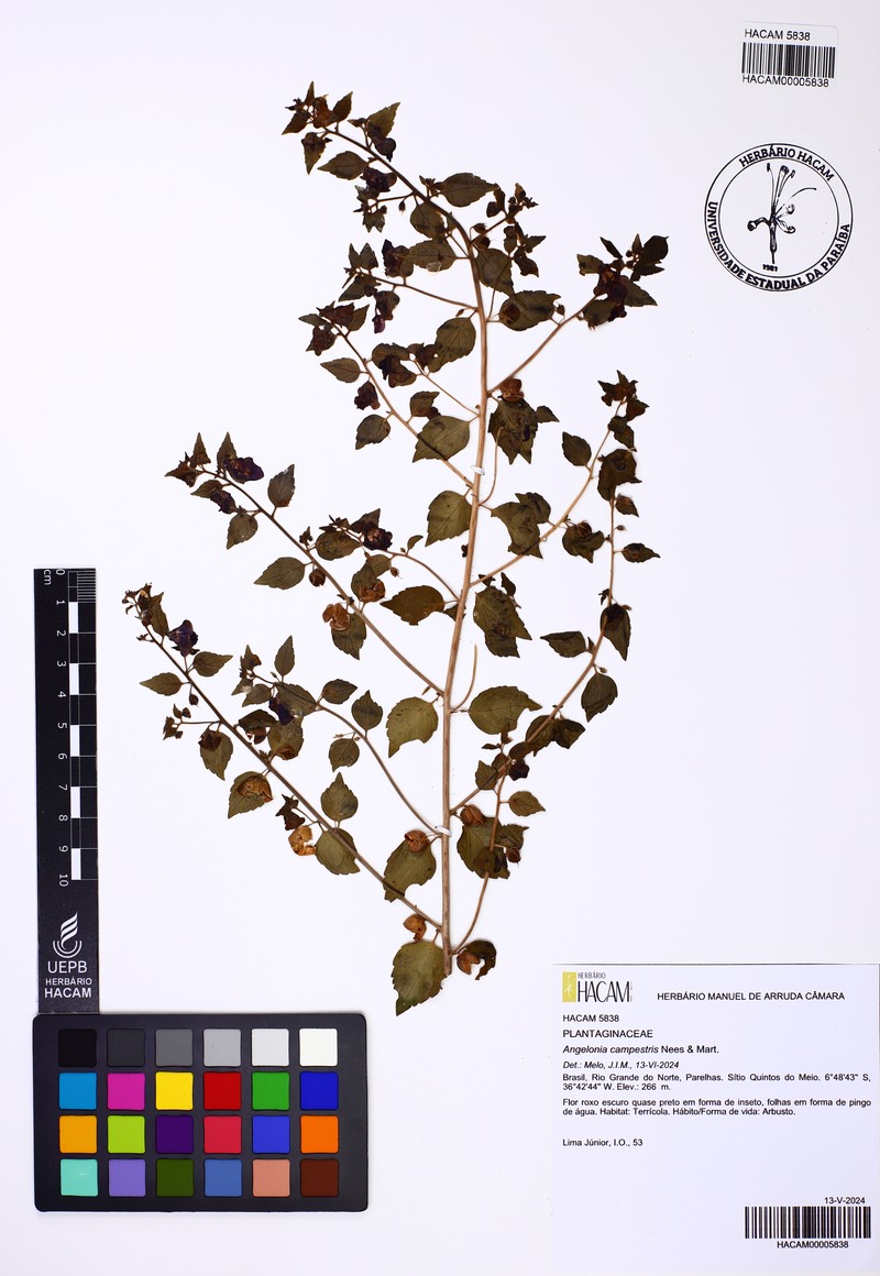 Angelonia hookeriana