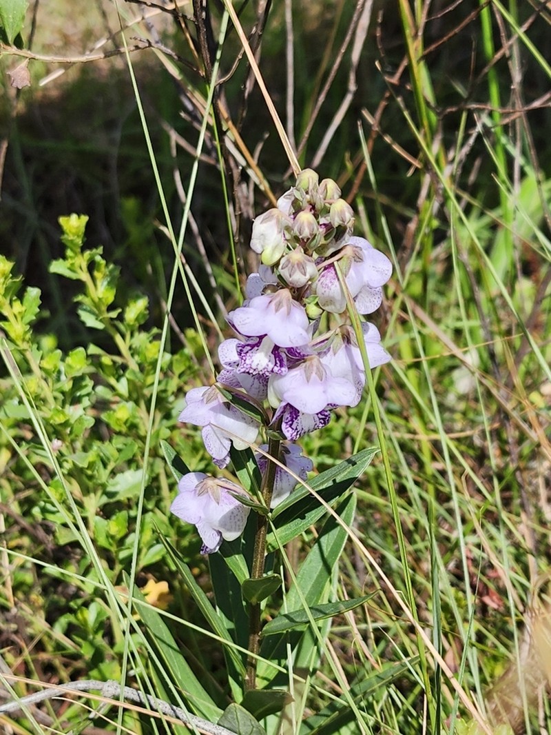 Angelonia integerrima