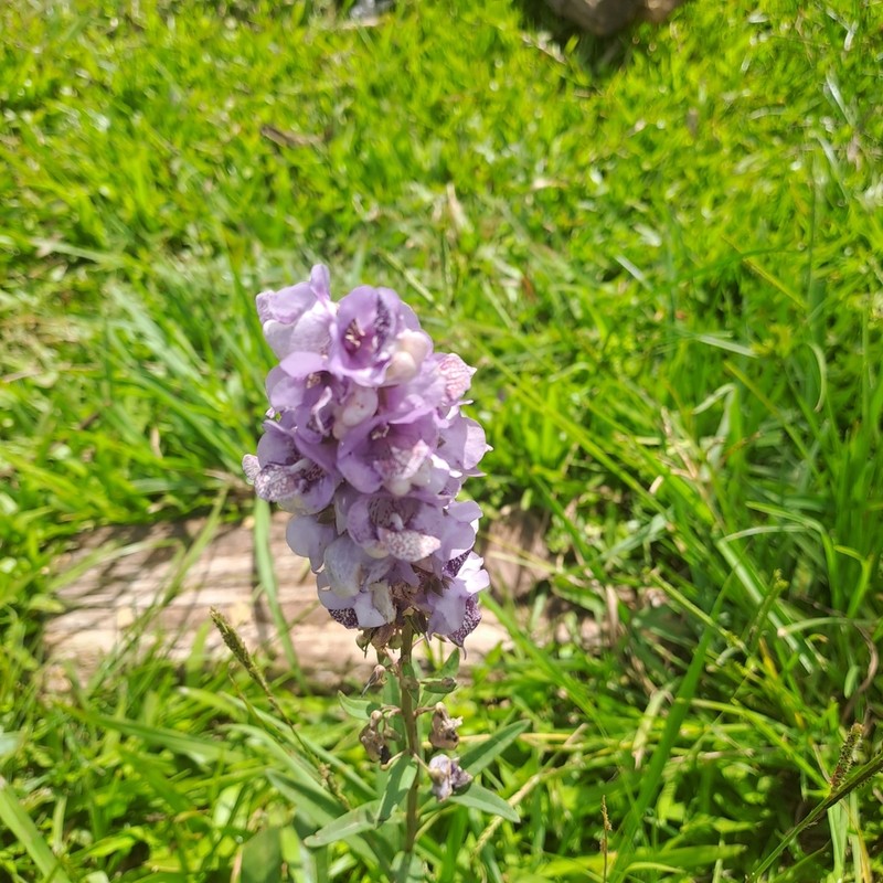 Angelonia integerrima photo 2