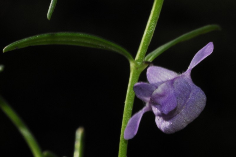 Angelonia perennis photo 2