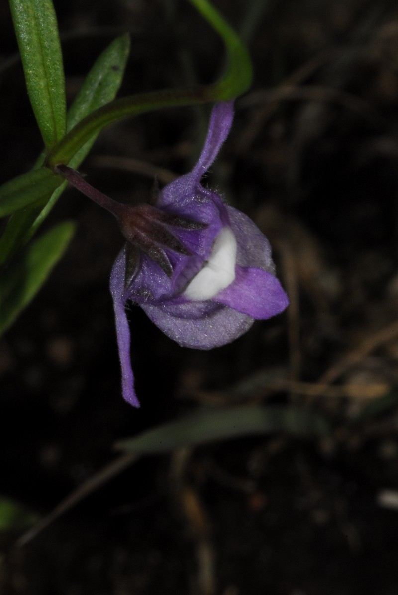 Angelonia perennis