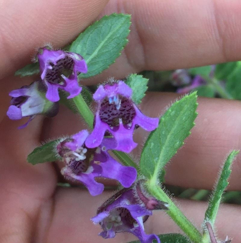 Angelonia pratensis