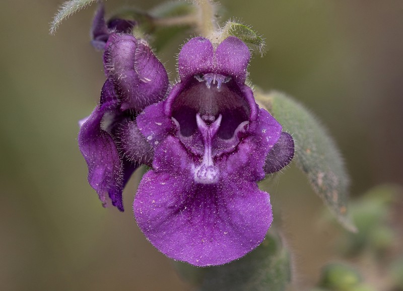 Angelonia pubescens