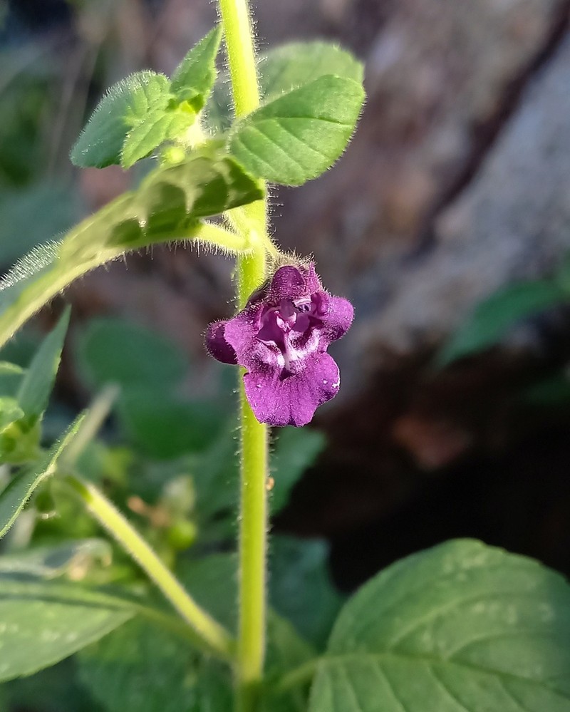 Angelonia pubescens photo 2