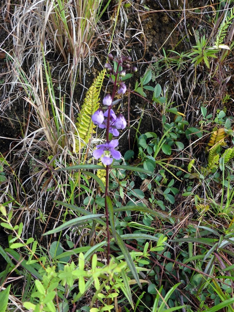 Willowleaf Angelon photo 2
