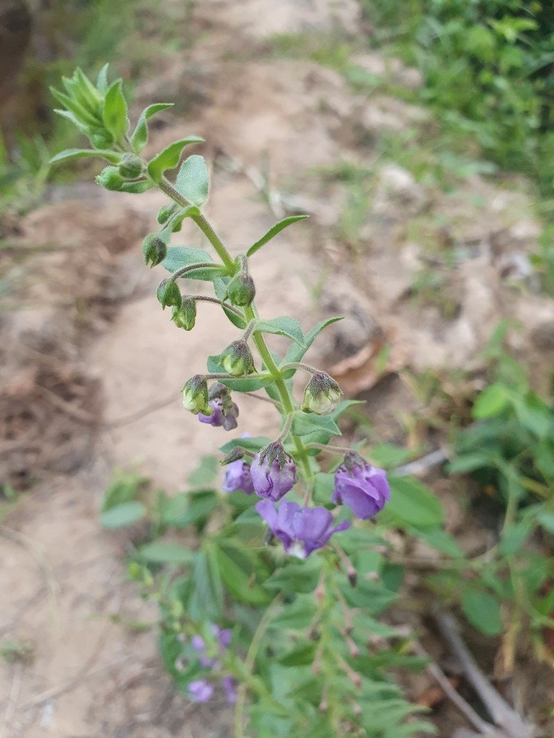 Willowleaf Angelon photo 3