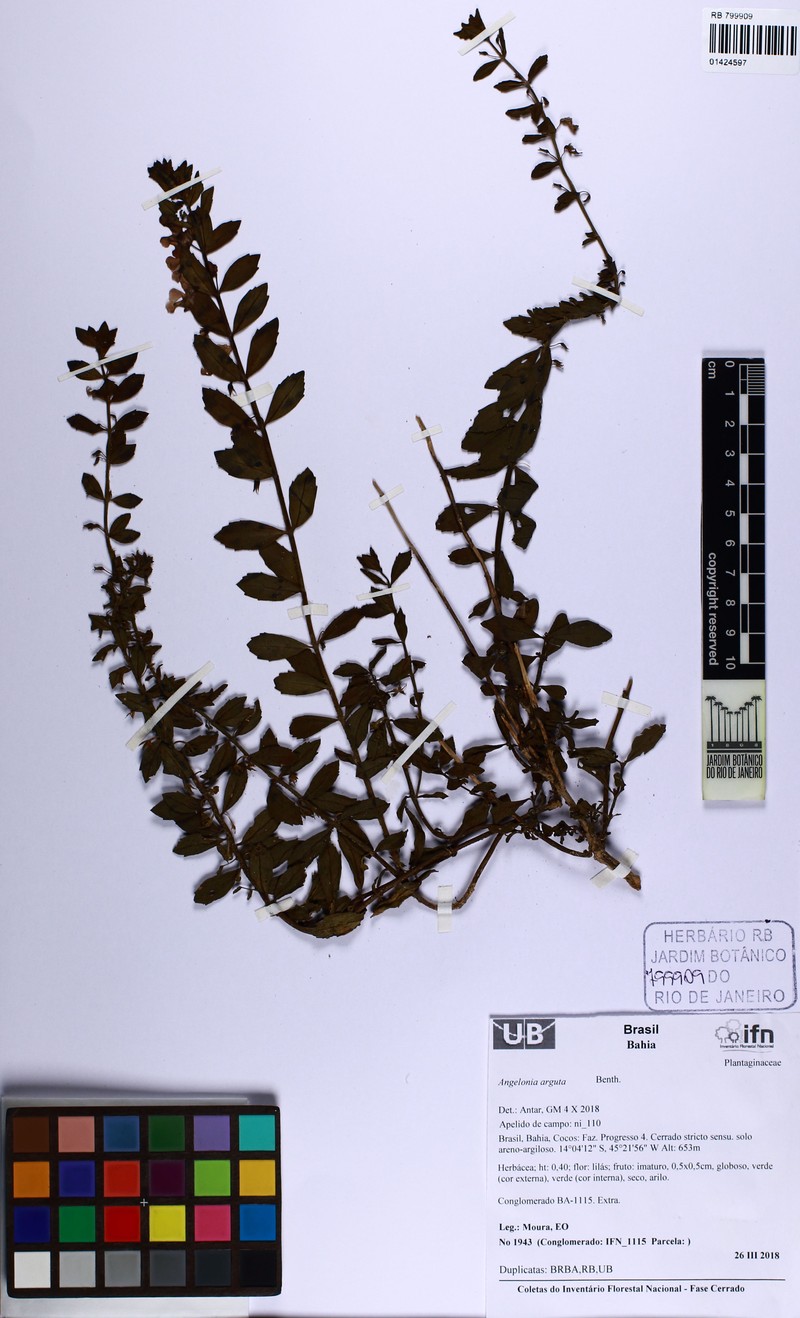 Angelonia serrata