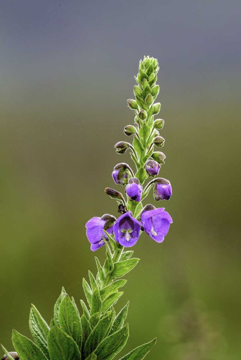 Angelonia tomentosa