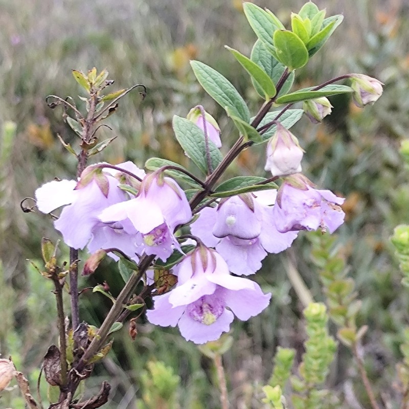 Angelonia verticillata
