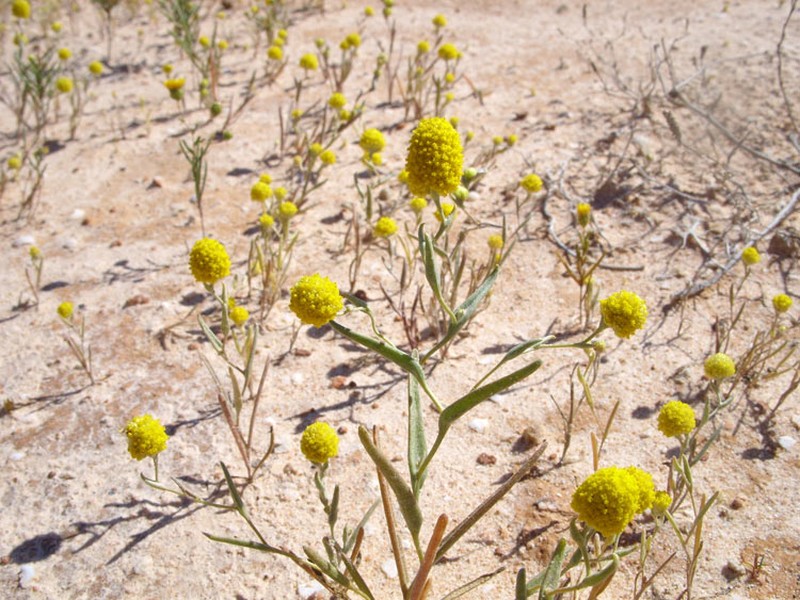 Angianthus acrohyalinus