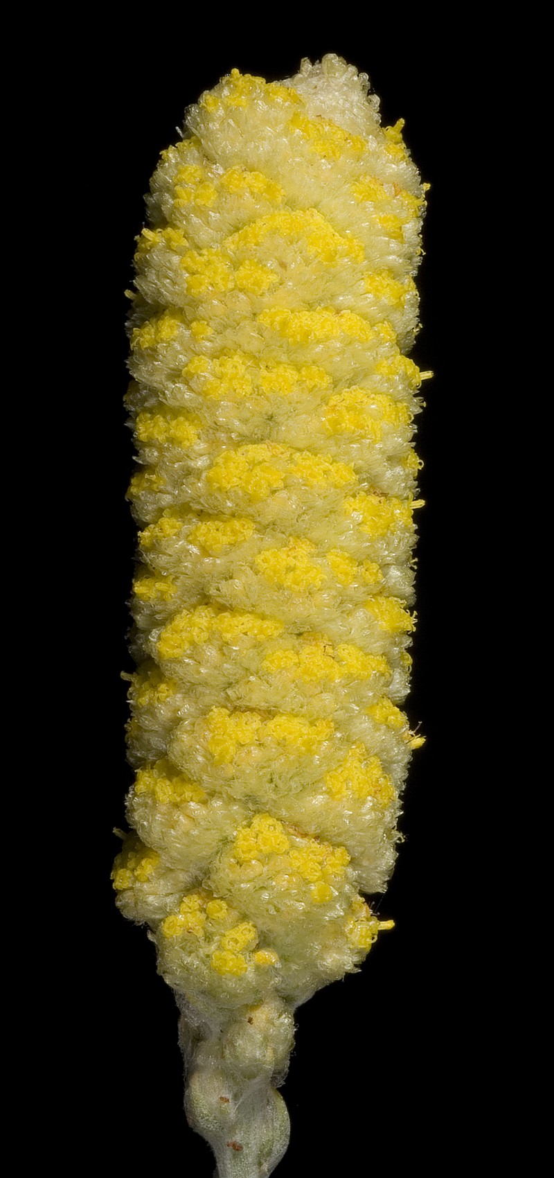 Angianthus acrohyalinus photo 2