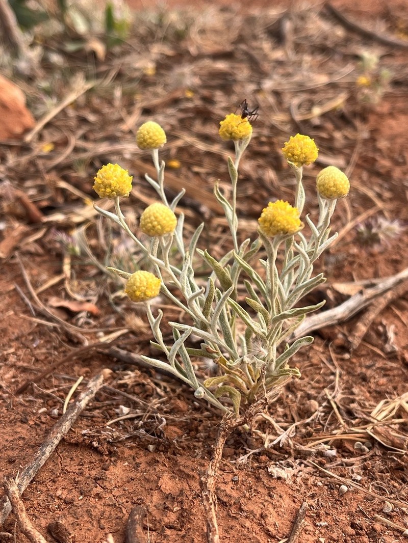 Angianthus acrohyalinus photo 3