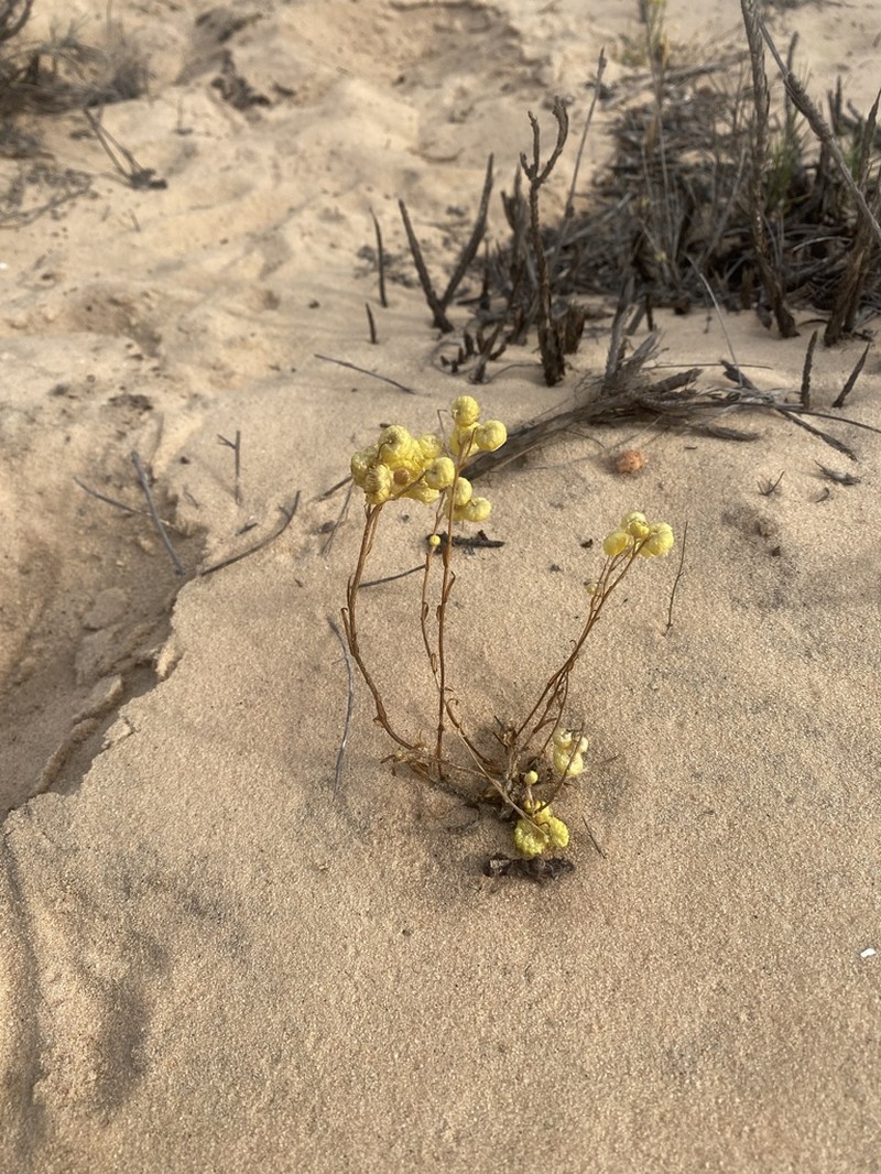 Angianthus acrohyalinus photo 5