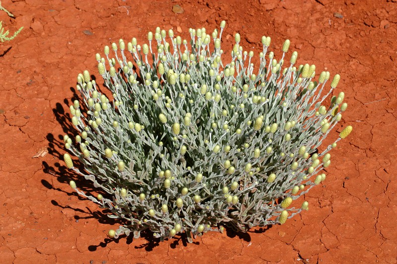 Angianthus acrohyalinus photo 6