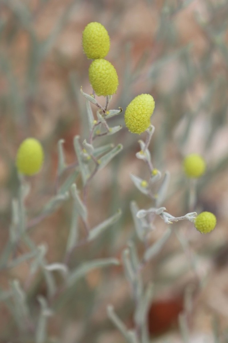 Angianthus acrohyalinus photo 7