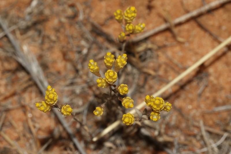 Angianthus brachypappus photo 4